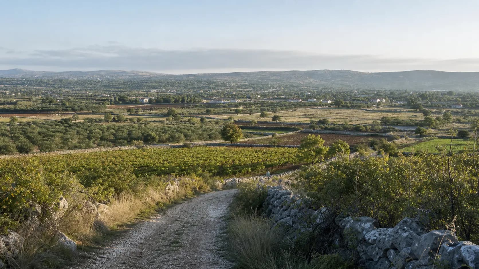 Ilustrativni široki pogled na polja, vinograde, masline i suhozide u ruralnom krajoliku Bukovića.