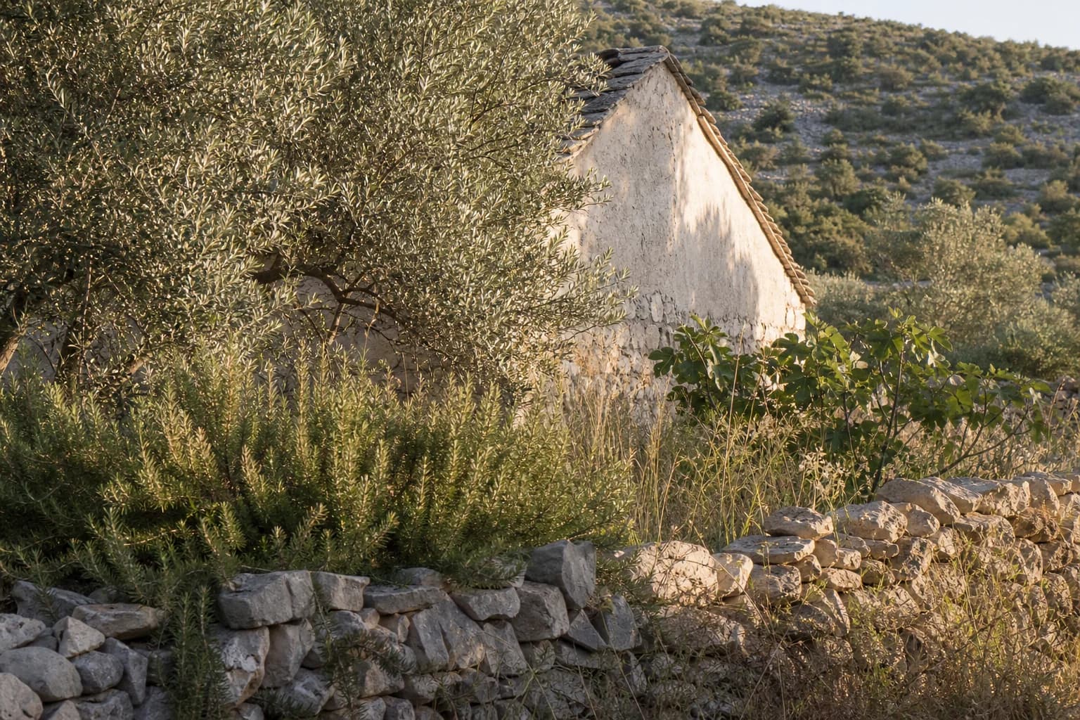 AI ilustrativni skromni ruralni eksterijer uz ružmarin, maslinu i suhozid u ambijentu Kožlovca.