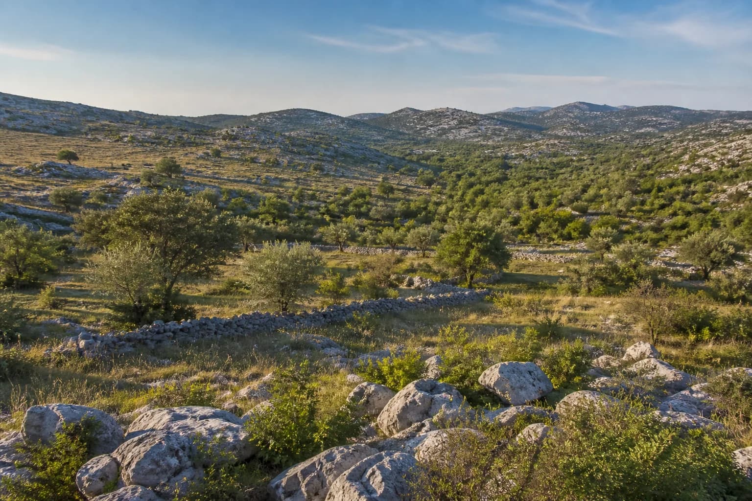 AI ilustrativni široki pogled na masline, suhozide i kršku dolinu u ambijentu Lisičića kod Benkovca.