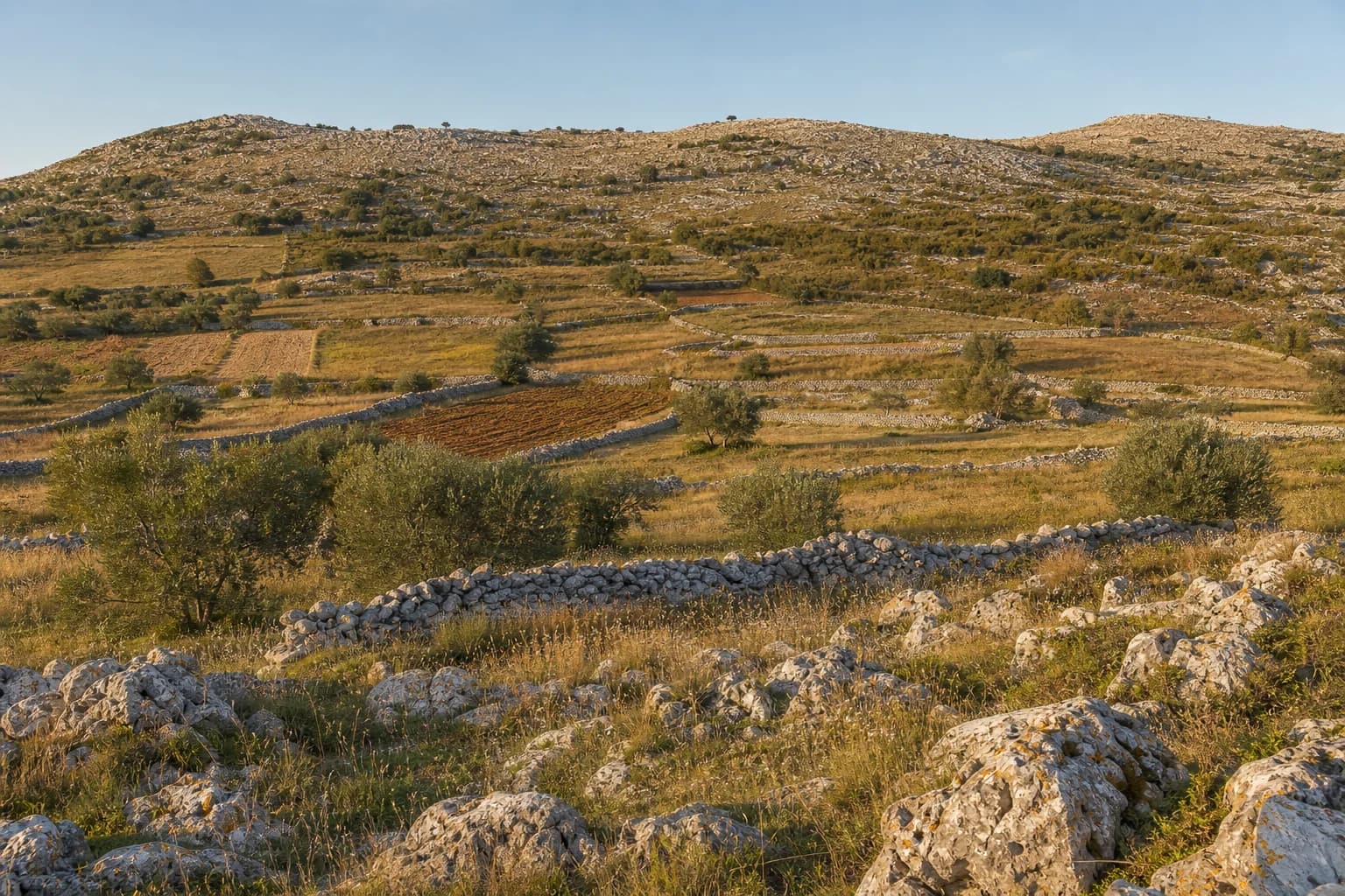 AI ilustrativni široki pogled na krška polja, masline i suhozide u ambijentu Perušića Benkovačkog kod Benkovca.