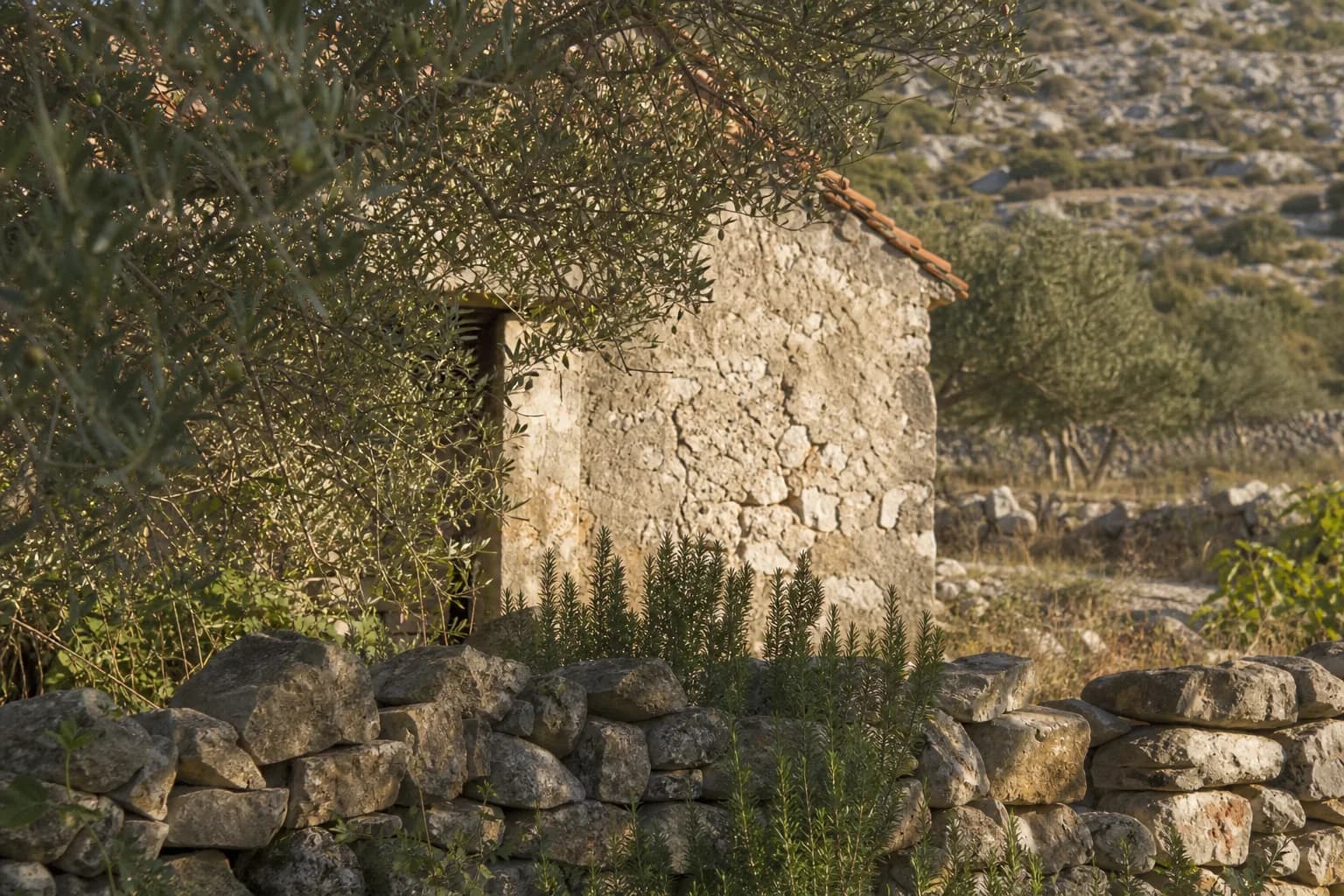 AI ilustrativni stari kameni gospodarski objekt uz masline, ružmarin i suhozid u ambijentu Perušića Donjeg.