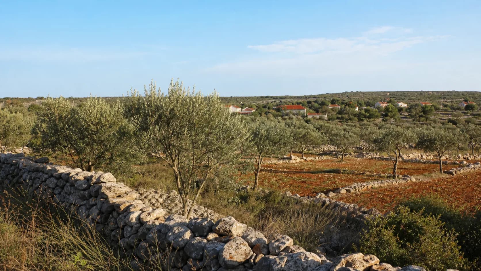 Olive groves, a dry-stone wall, and a low Dalmatian village in an illustrative Galovac landscape.