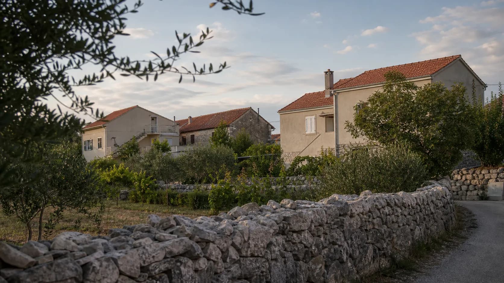 A dry-stone wall, olive trees, and modest homes in an illustrative residential setting of Galovac.