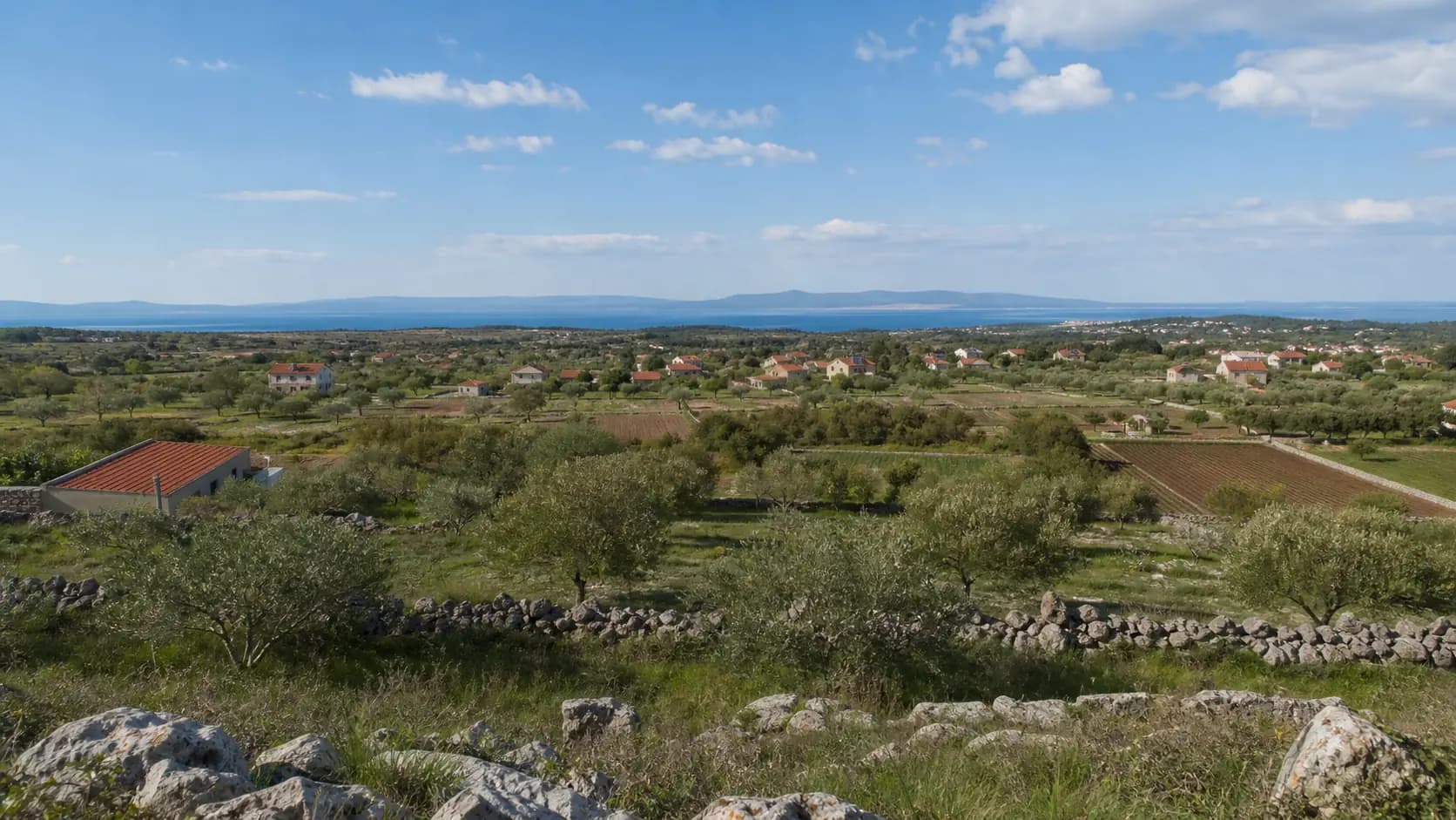 Illustrative wide view of olive groves, dry-stone walls, fields and scattered homes in Poljica-Brig.