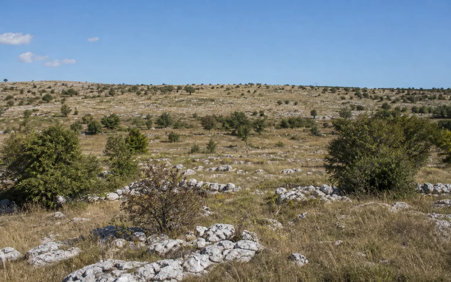 AI ilustrativni široki pogled na otvoreni dalmatinski krš, suhe livade, niske suhozide i raspršeno grmlje u ambijentu Nadvode.