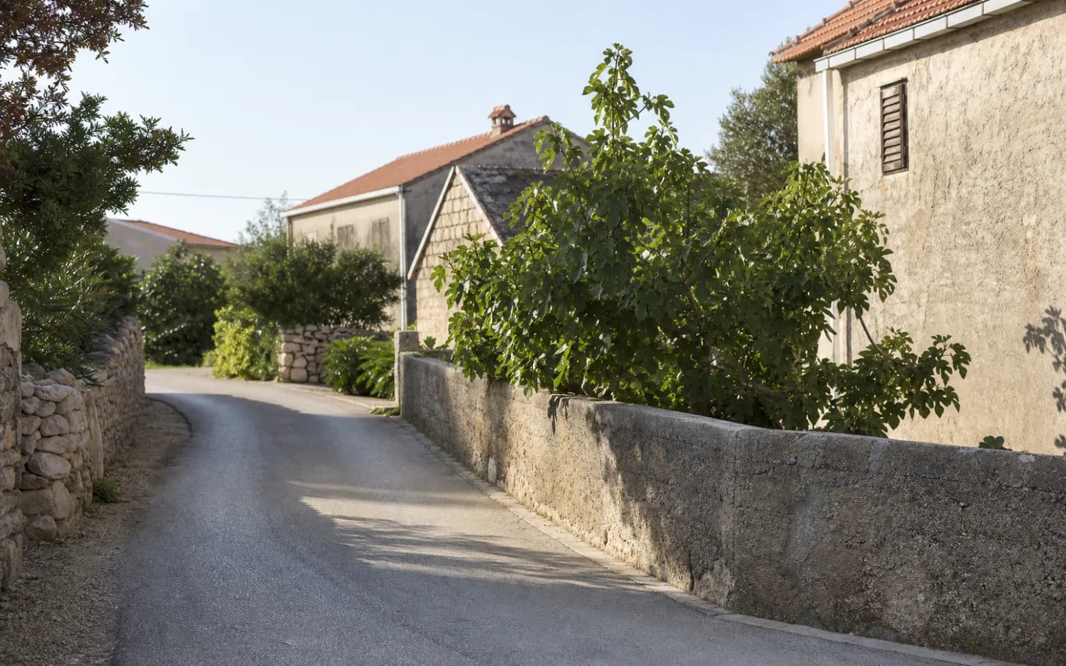 AI-generated illustrative island lane with a dry-stone wall, stonework and a fig tree in the Smokvica, Pag setting.