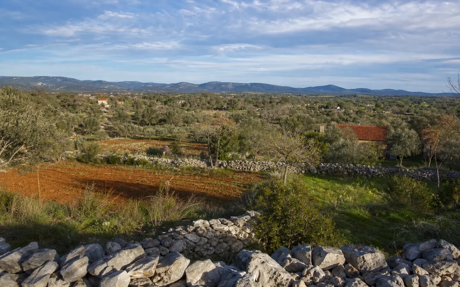 Illustrative wide view of the Dalmatian hinterland with olive groves and dry-stone walls in the Briševo setting.
