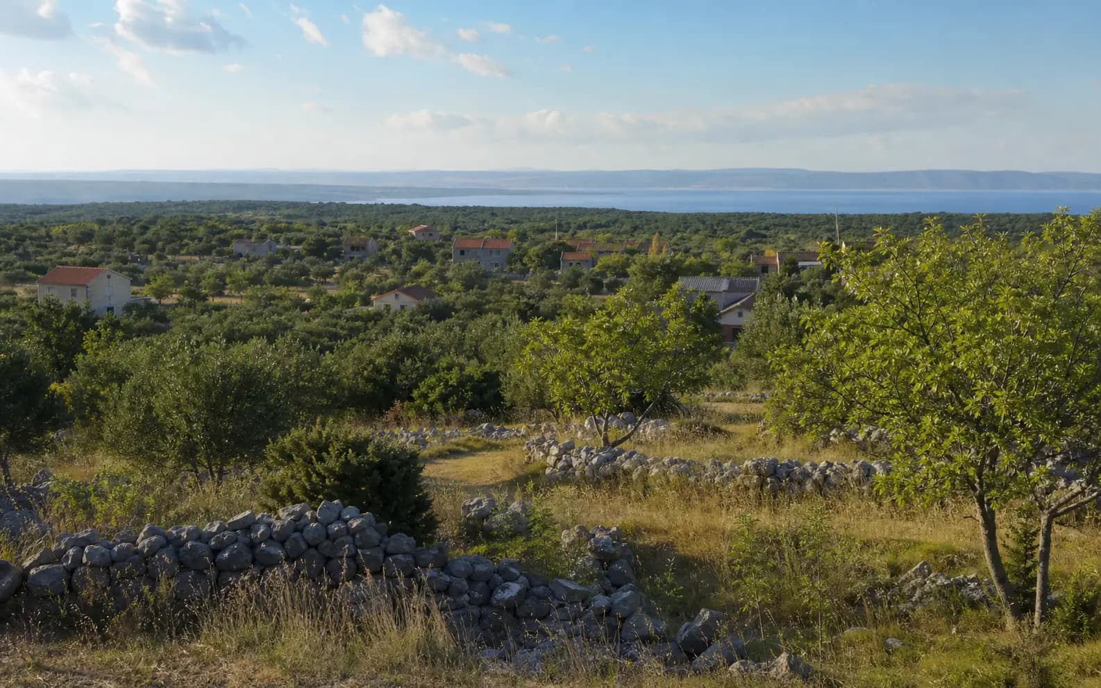 Ilustrativni široki pogled na sjevernodalmatinski obalni krajolik s maslinicima, suhozidima i morem u daljini u ambijentu Podgradine.