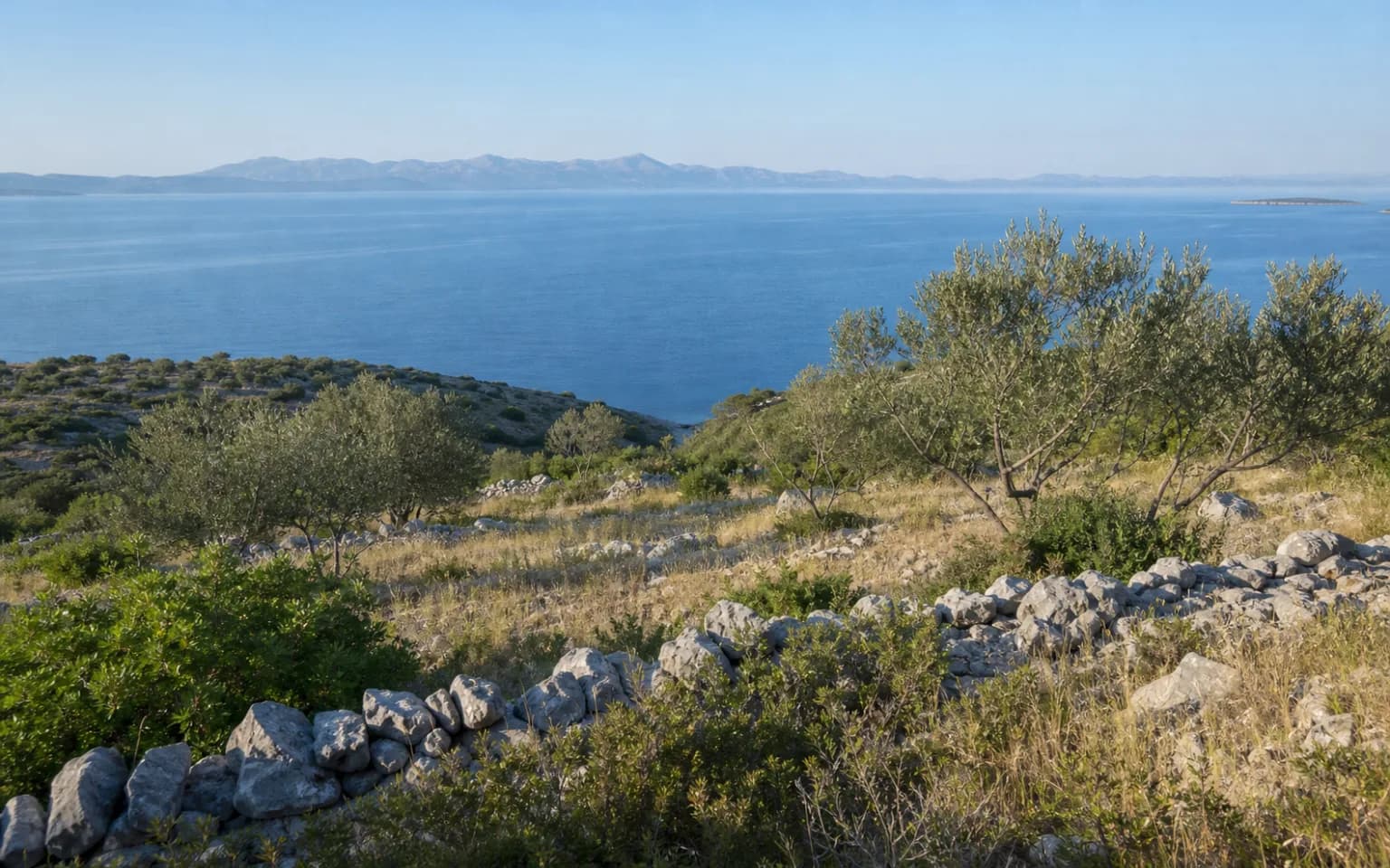 KI-generierter illustrativer Weitblick auf Inselkarst mit Olivenbäumen, Steinmauern und ruhigem Adriatischen Meer im Ambiente von Savar.