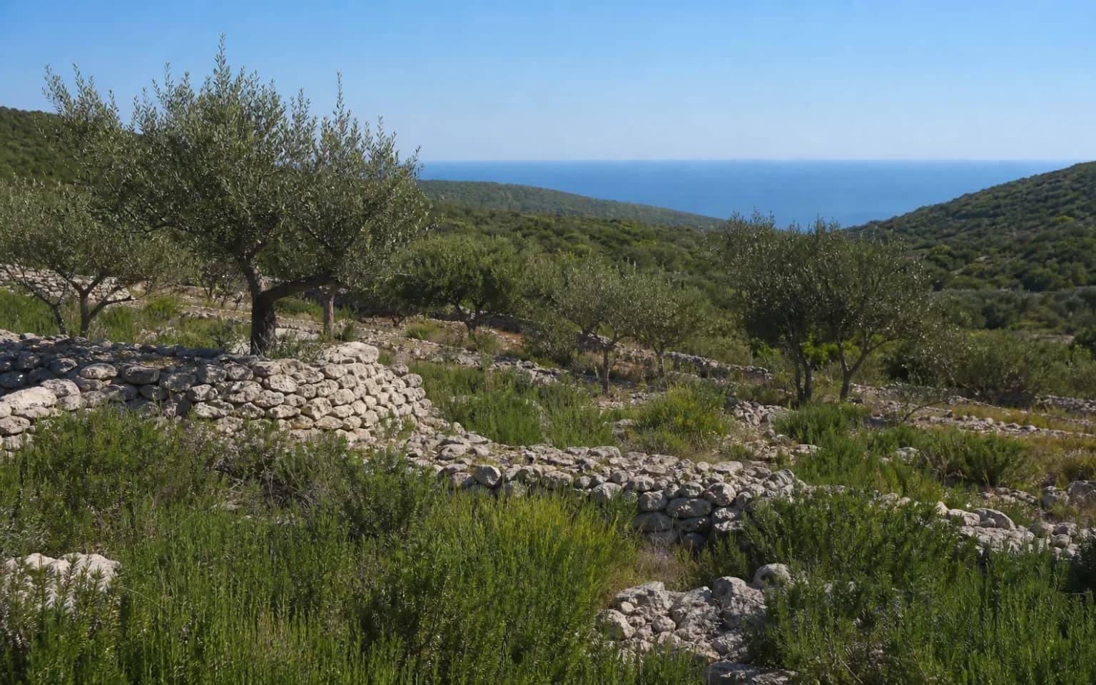 AI-generated illustrative wide view of an island hillside with olive trees, dry-stone walls, Mediterranean vegetation and distant sea in the Zaglav setting.