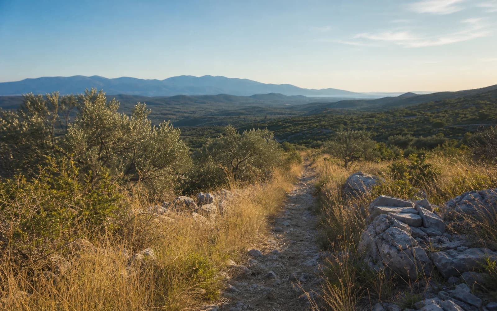Neoznačen kamenit mediteranski krajolik s maslinama, travom i zemljanim putem.
