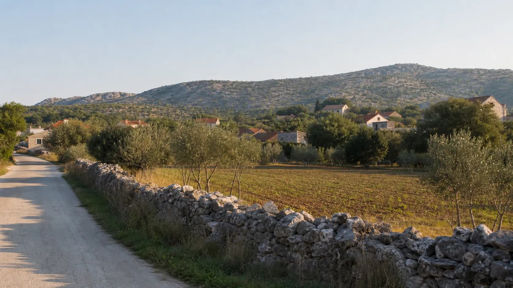 Illustrative wide view of olive groves, fields and dry-stone walls in Benkovačko Selo’s rural landscape.