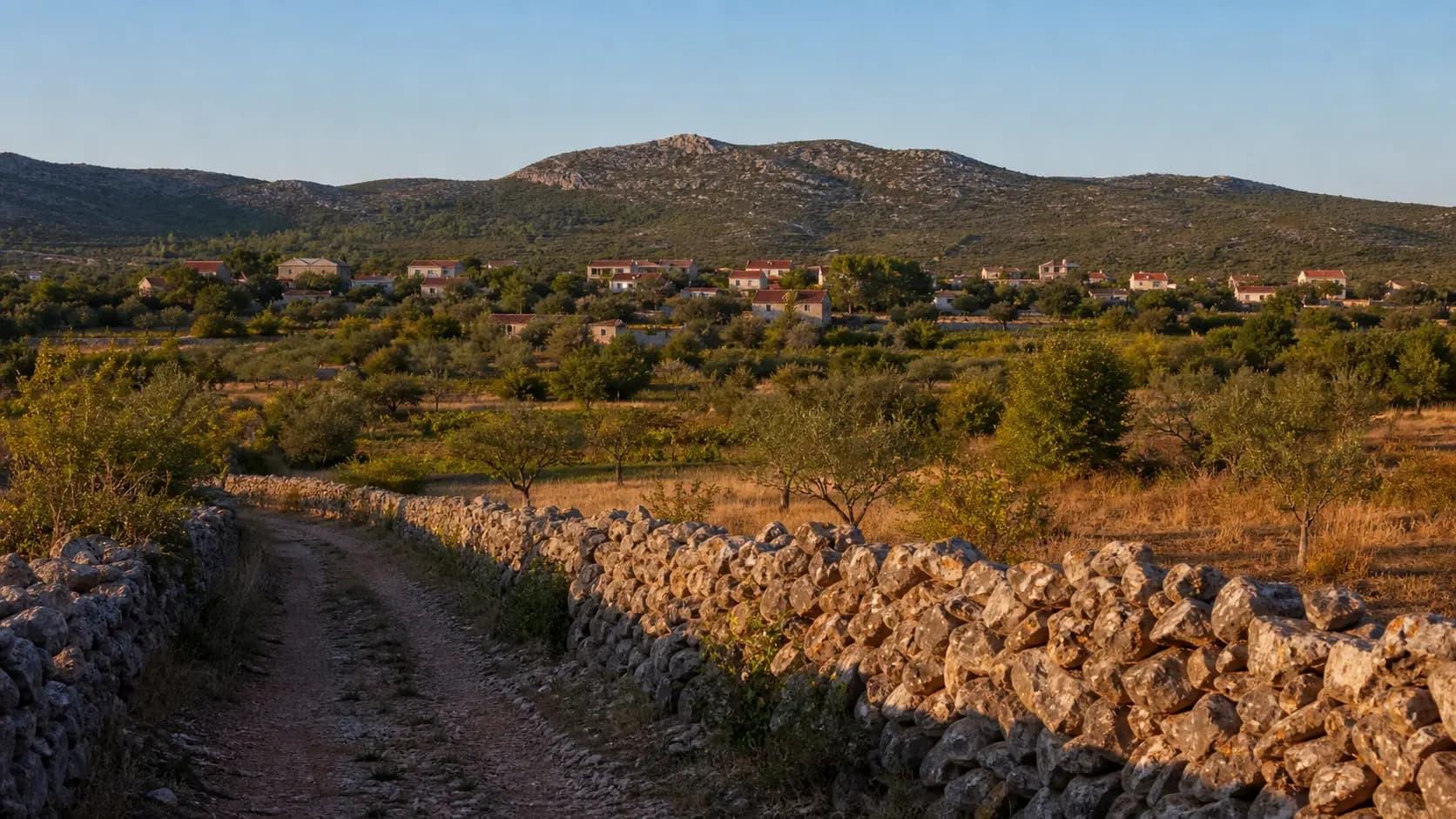 Ilustrativni široki pogled na maslinike, suhozide i krški krajolik Brguda.