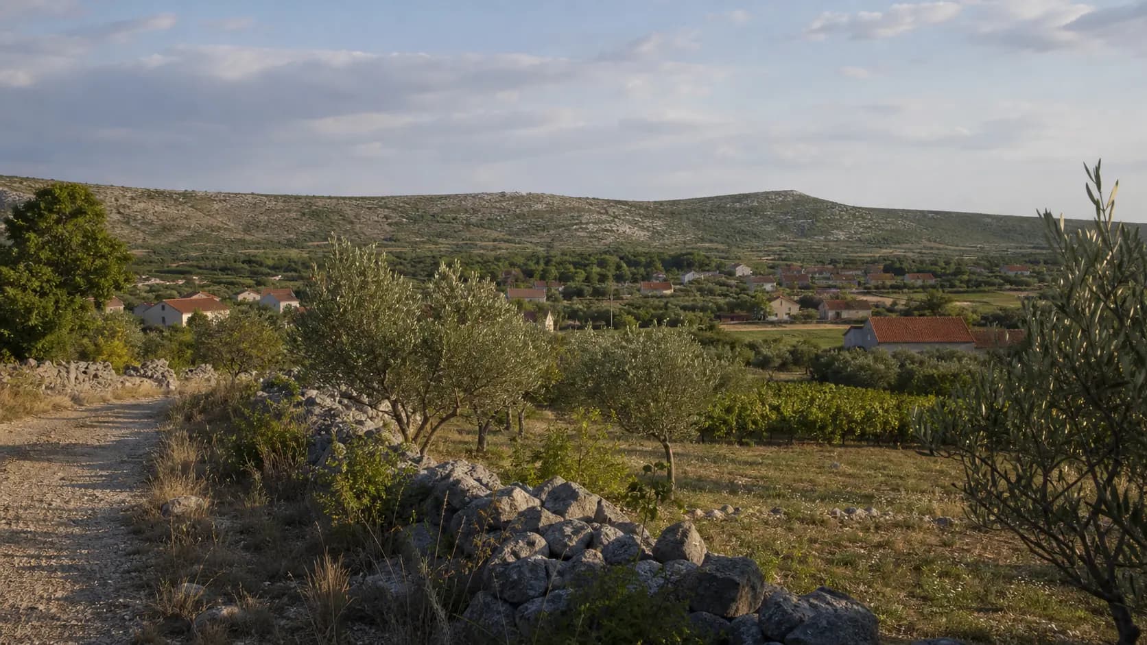 Ilustrativni široki pogled na maslinike, polja, kamene zidove i naselje u ruralnom krajoliku Bulića.