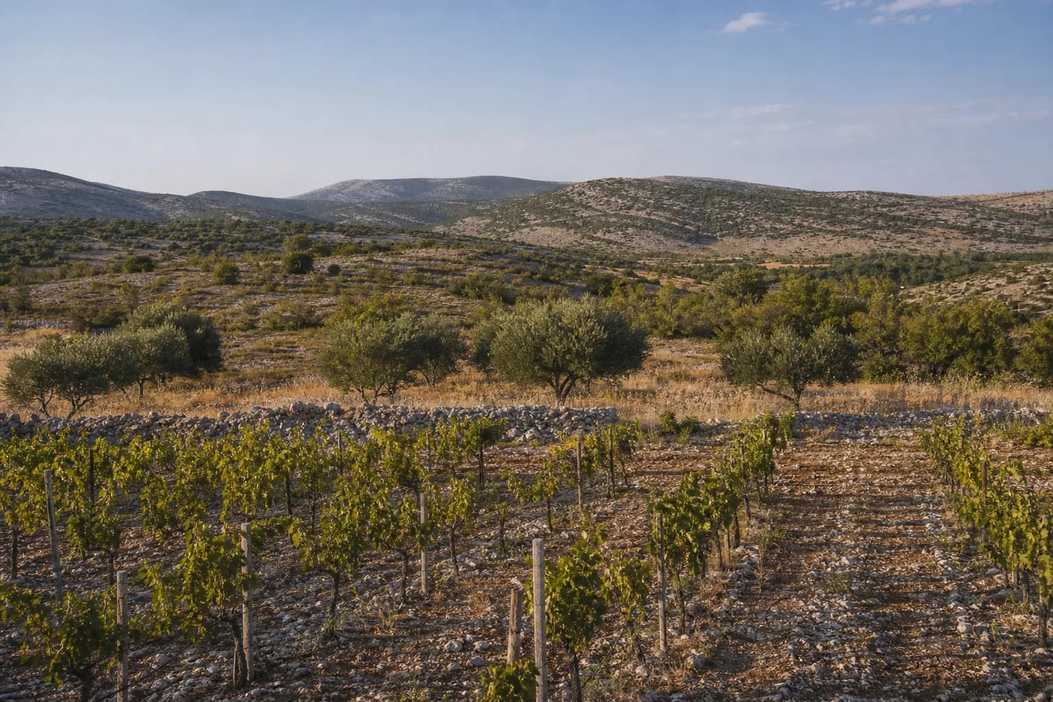 AI ilustrativni široki pogled na vinograd, masline i krški krajolik u ambijentu Korlata kod Benkovca.