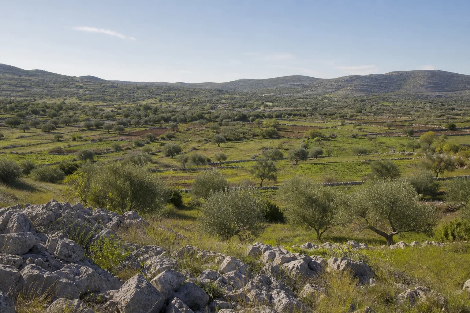 AI ilustrativni široki pogled na krški krajolik, masline i kamene međe u ambijentu Kožlovca kod Benkovca.