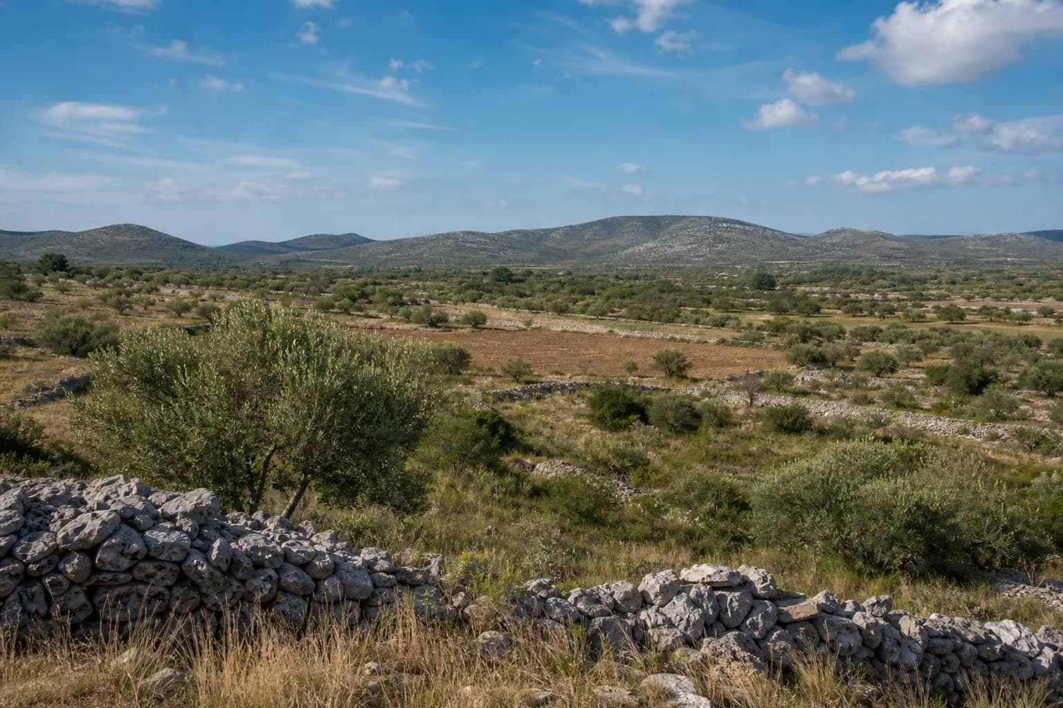 AI-generated illustrative wide view of olive groves, stone boundaries and karst hinterland in the Kula Atlagić setting near Benkovac.