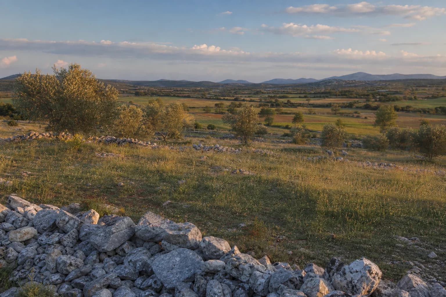 AI ilustrativni široki pogled na polja, masline i kamene međe u ambijentu Lišana Tinjske kod Benkovca.
