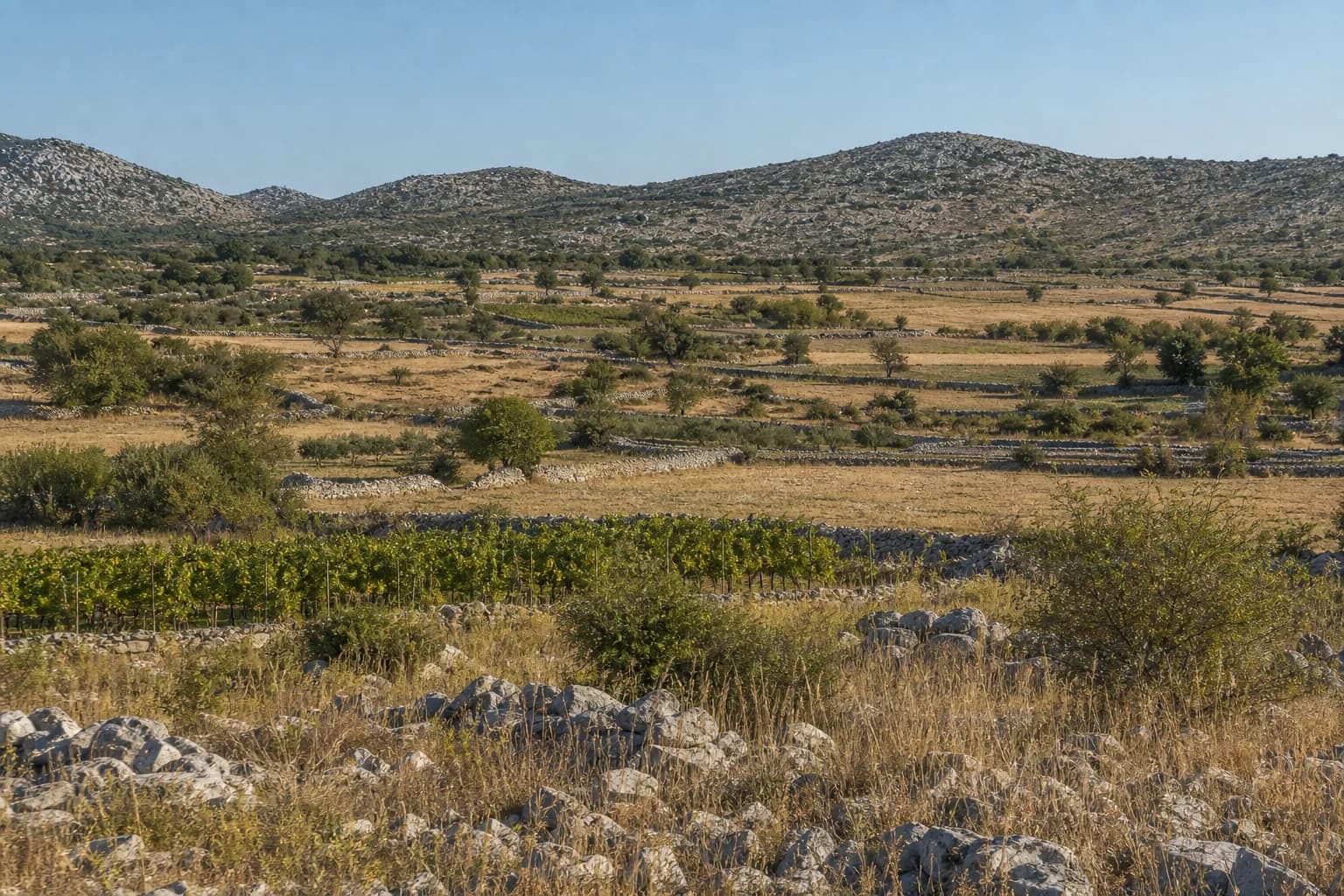 AI-generated illustrative wide view of fields, vineyard rows, dry-stone walls and karst hinterland in the Miranje setting near Benkovac.