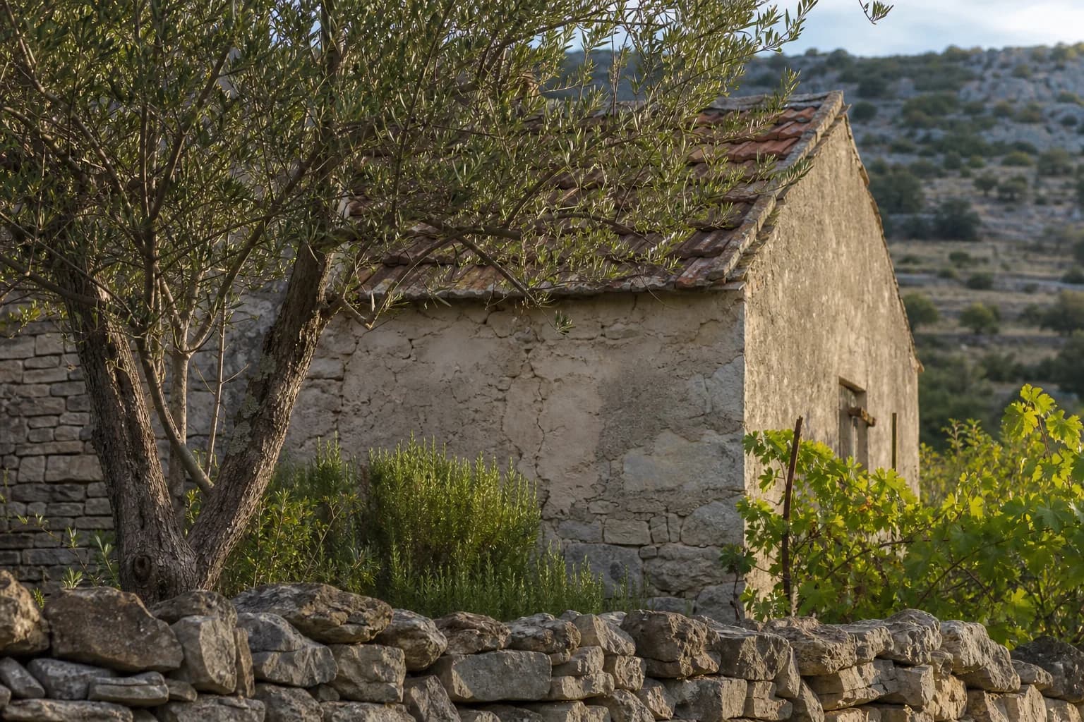 AI-generated illustrative modest stone exterior beside an olive tree, grapevine and a dry-stone wall in the Miranje setting.