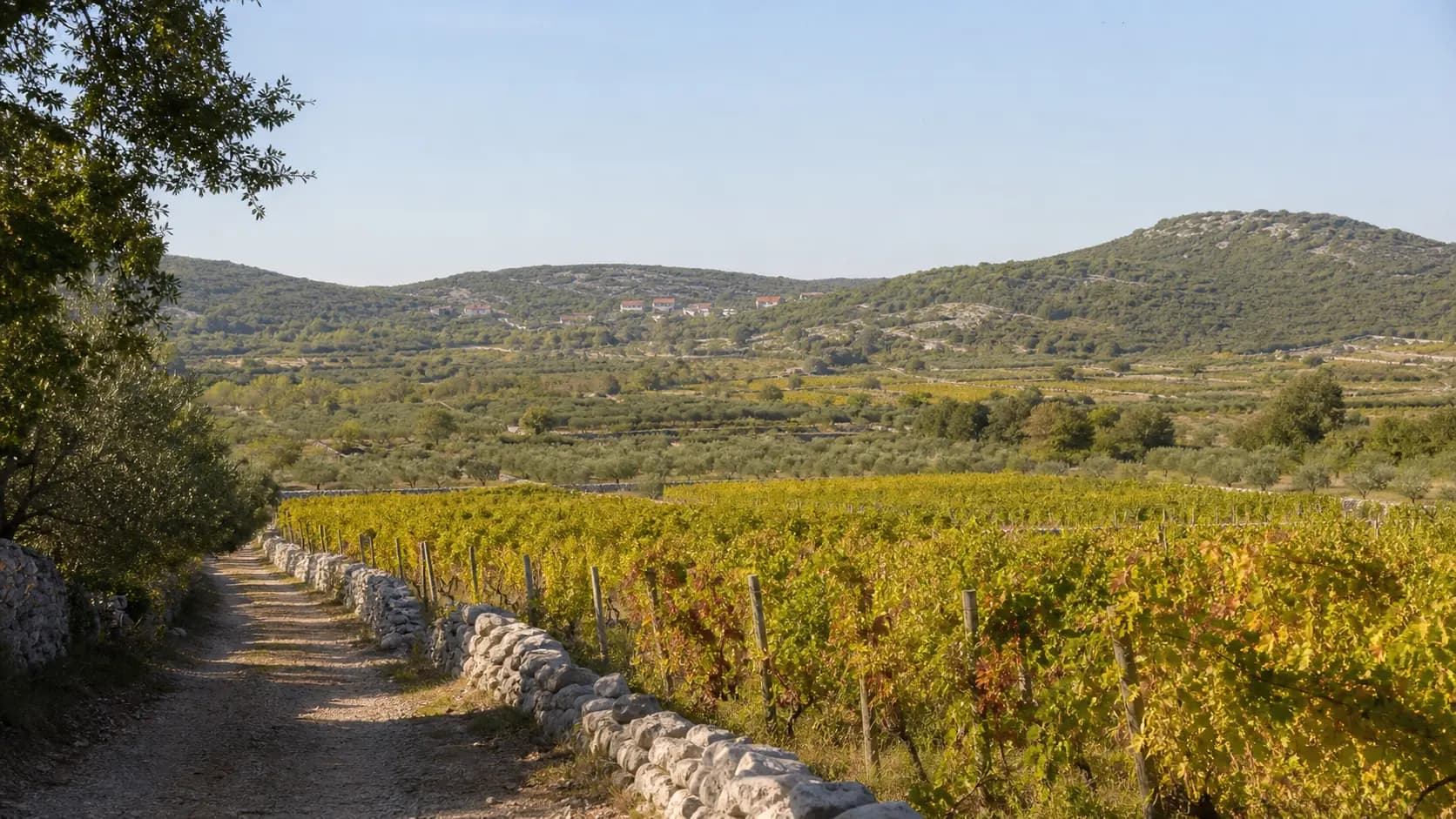 Ilustrativni široki pogled na vinograde, masline i suhozide u ruralnom krajoliku Nadina, Benkovac.