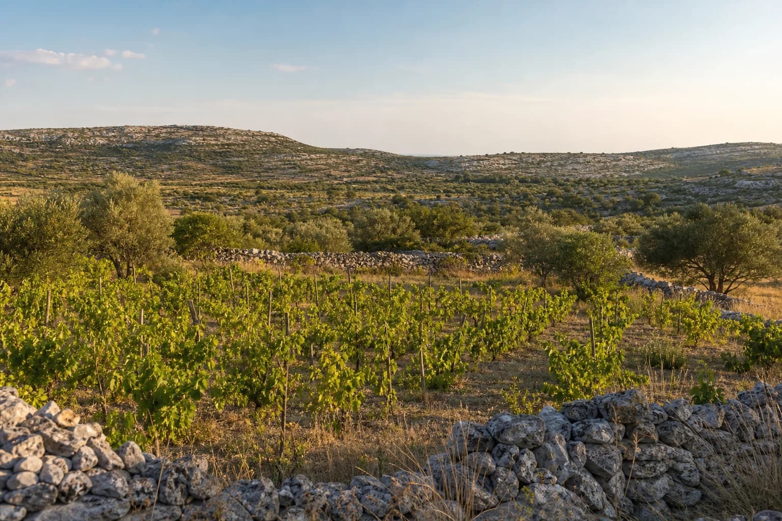 AI ilustrativni široki pogled na vinograd, masline i krški krajolik u ambijentu Podluga kod Benkovca.