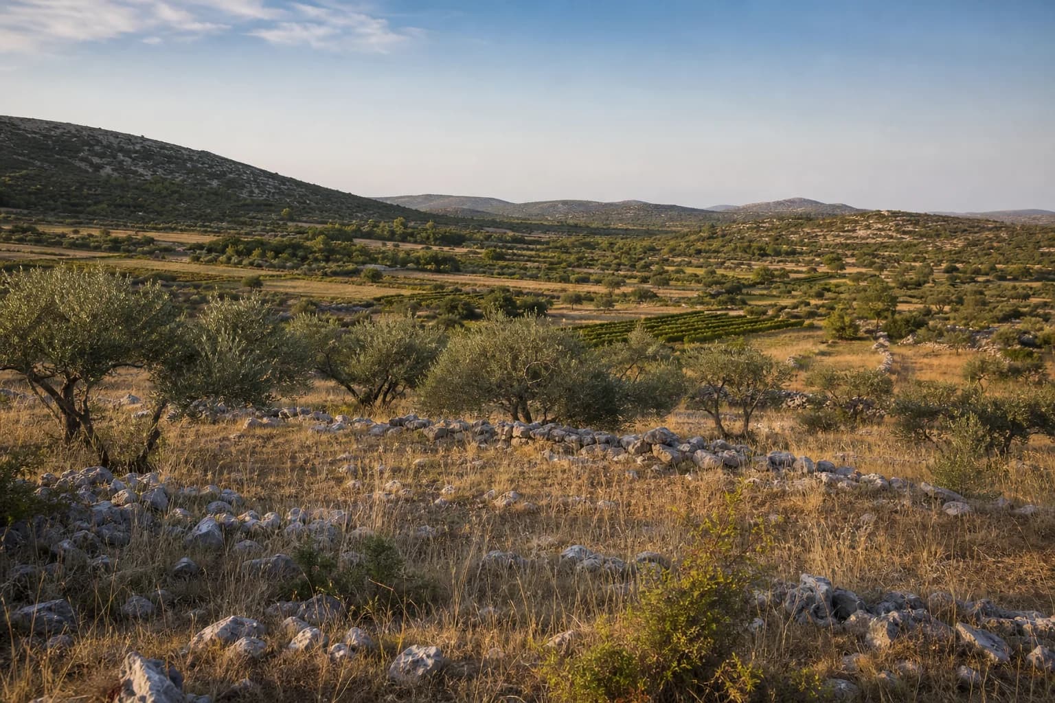 AI ilustrativni široki pogled na masline, vinograd i krški krajolik u ambijentu Popovića kod Benkovca.