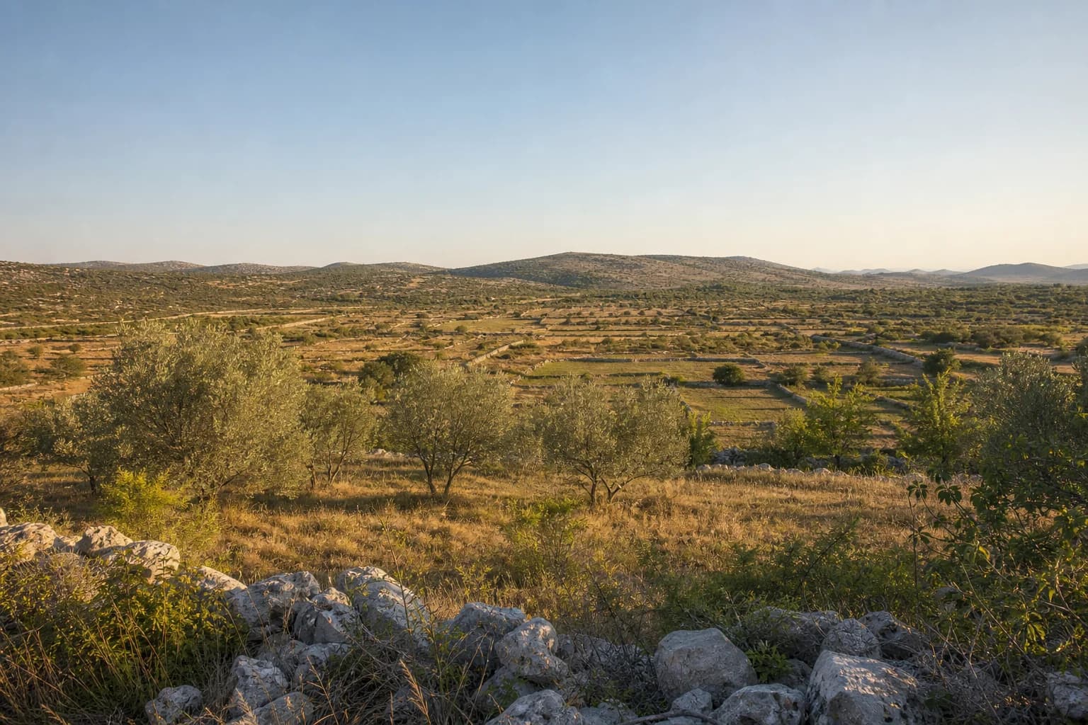 AI ilustrativni široki pogled na polja, masline i krški krajolik u ambijentu Pristega kod Benkovca.
