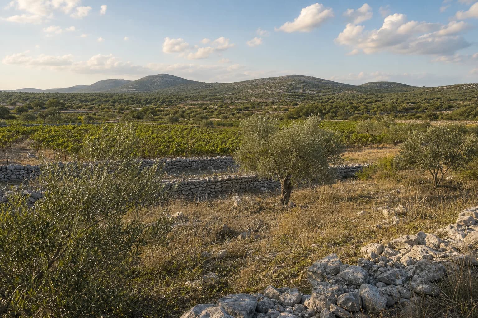 AI-generated illustrative wide view of vineyards, olive trees and karst countryside in the Radašinovci setting near Benkovac.