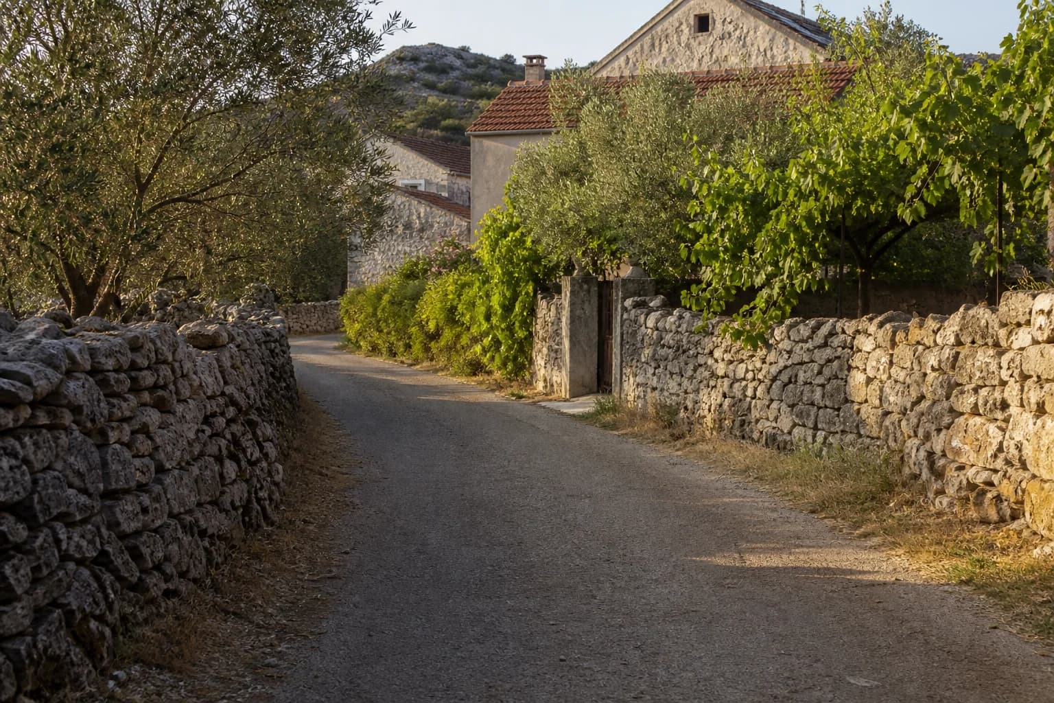 AI-generated illustrative village lane beside dry-stone walls, olive trees, a fig tree and grapevine in the Radašinovci setting.