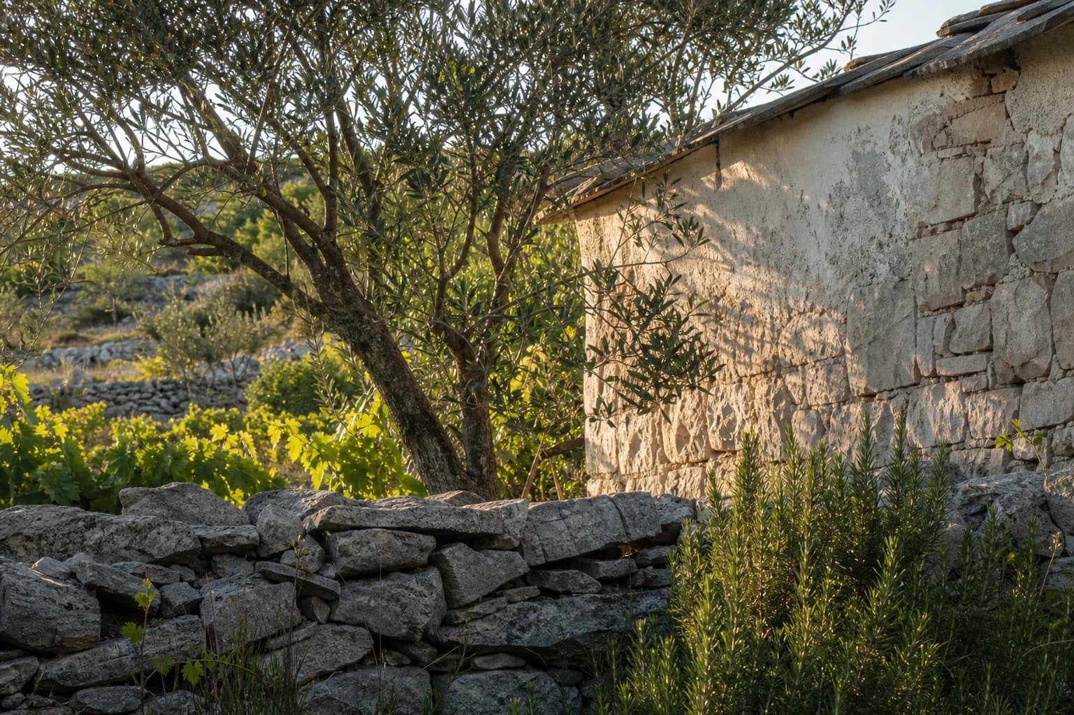 AI-generated illustrative modest stone exterior beside an olive tree, grapevine, rosemary and a dry-stone wall in the Radašinovci setting.