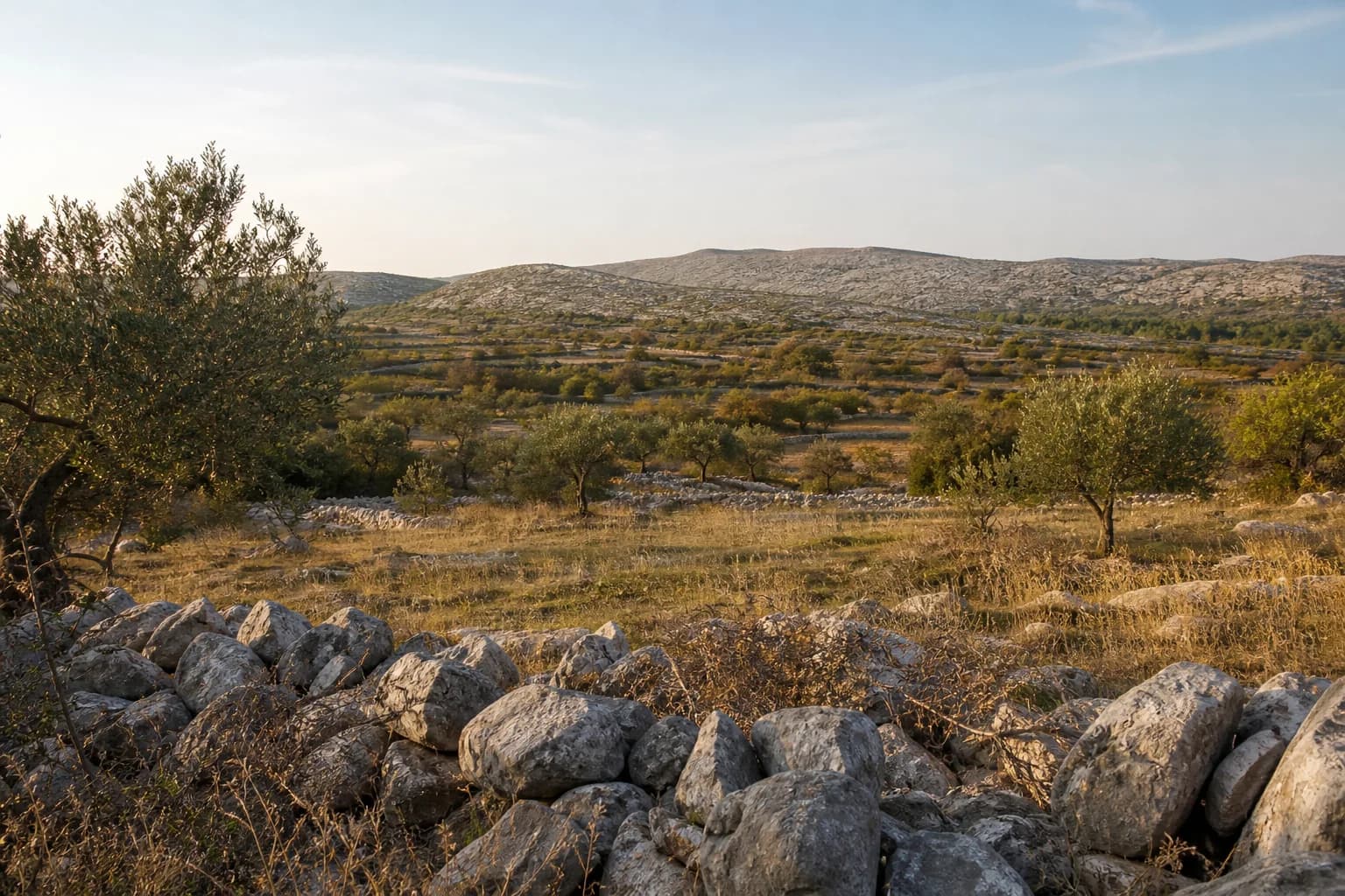 AI-generated illustrative wide view of olive groves, stone boundaries and karst countryside in the Rodaljice setting near Benkovac.