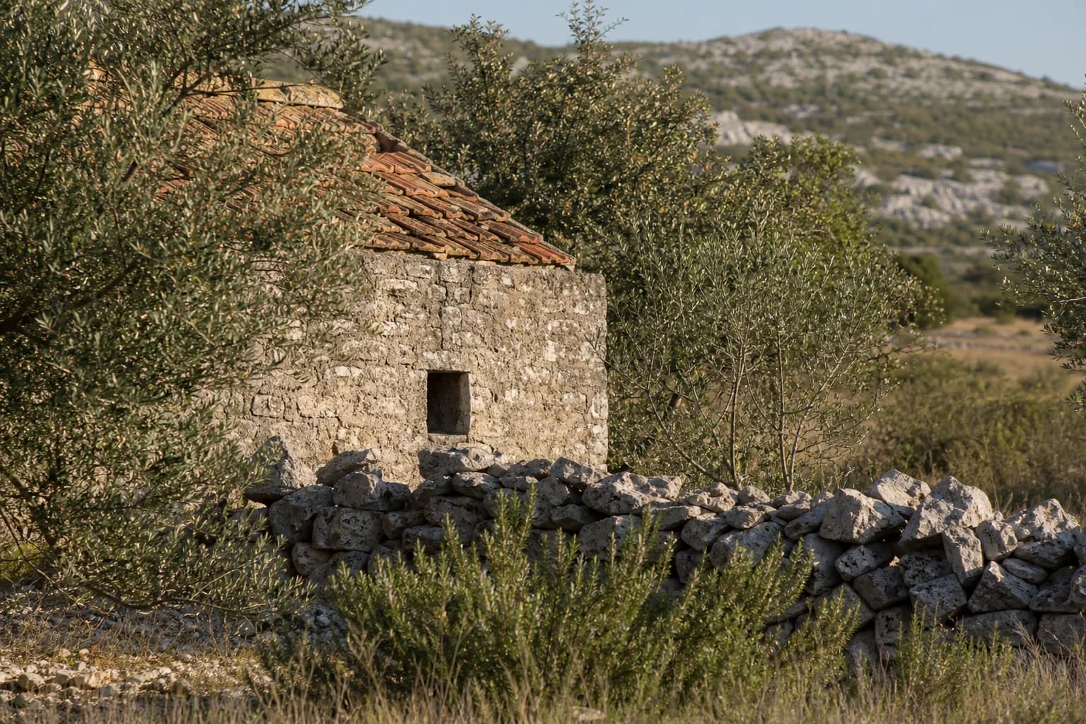 AI-generated illustrative modest stone exterior beside olive trees, rosemary and a dry-stone wall in the Rodaljice setting.