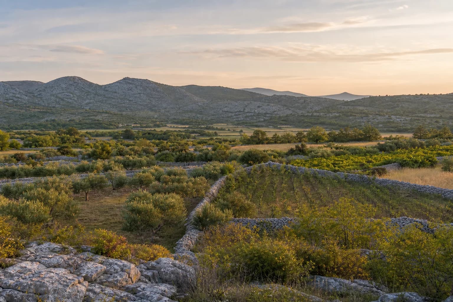 AI ilustrativni široki pogled na maslinike, vinograd, polja, kamene međe i krški krajolik u ambijentu Vukšića kod Benkovca.