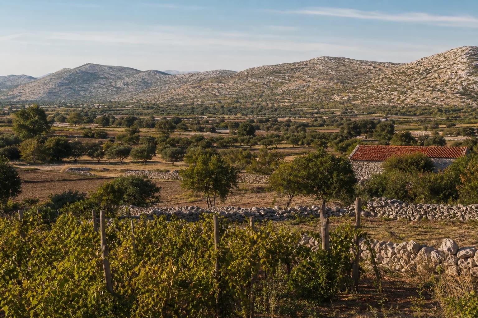 AI ilustrativni široki pogled na maslinike, vinograd, polja, kamene međe i krški krajolik u ambijentu Zagrada kod Benkovca.