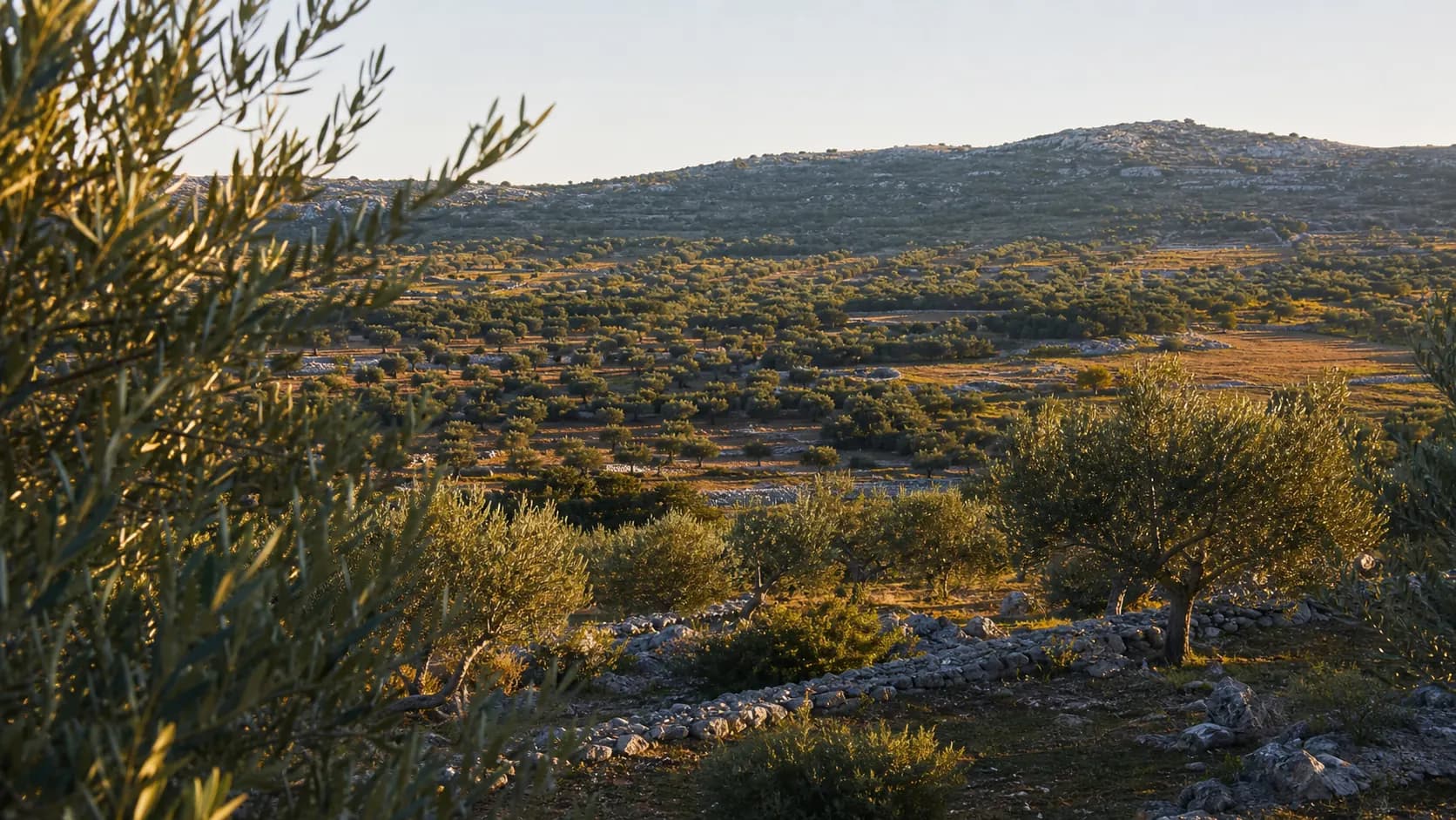 Illustrative wide view of olive groves, limestone and a low karst ridge in the Bogatnik setting near Obrovac.