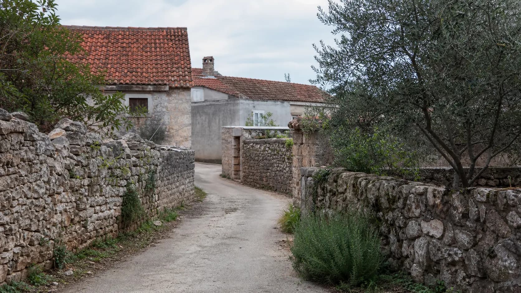Illustrative quiet village lane with irregular stone walls, an olive tree and Dalmatian homes in the Bogatnik setting.