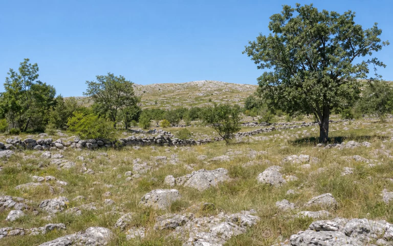 AI-generated illustrative wide view of Dalmatian karst, rocky grassland, dry-stone walls and mature trees in the Muškovci setting.