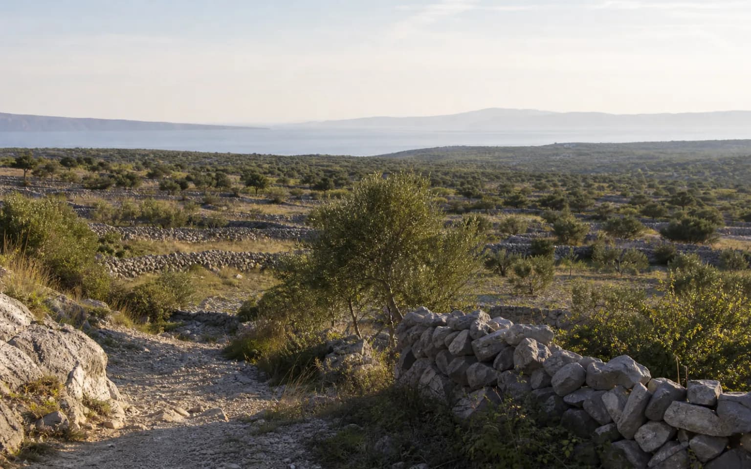 KI-generierter illustrativer Weitblick auf Trockenmauer-Terrassen, Olivenbäume und das ferne Meer im Ambiente von Gorica auf Pag.