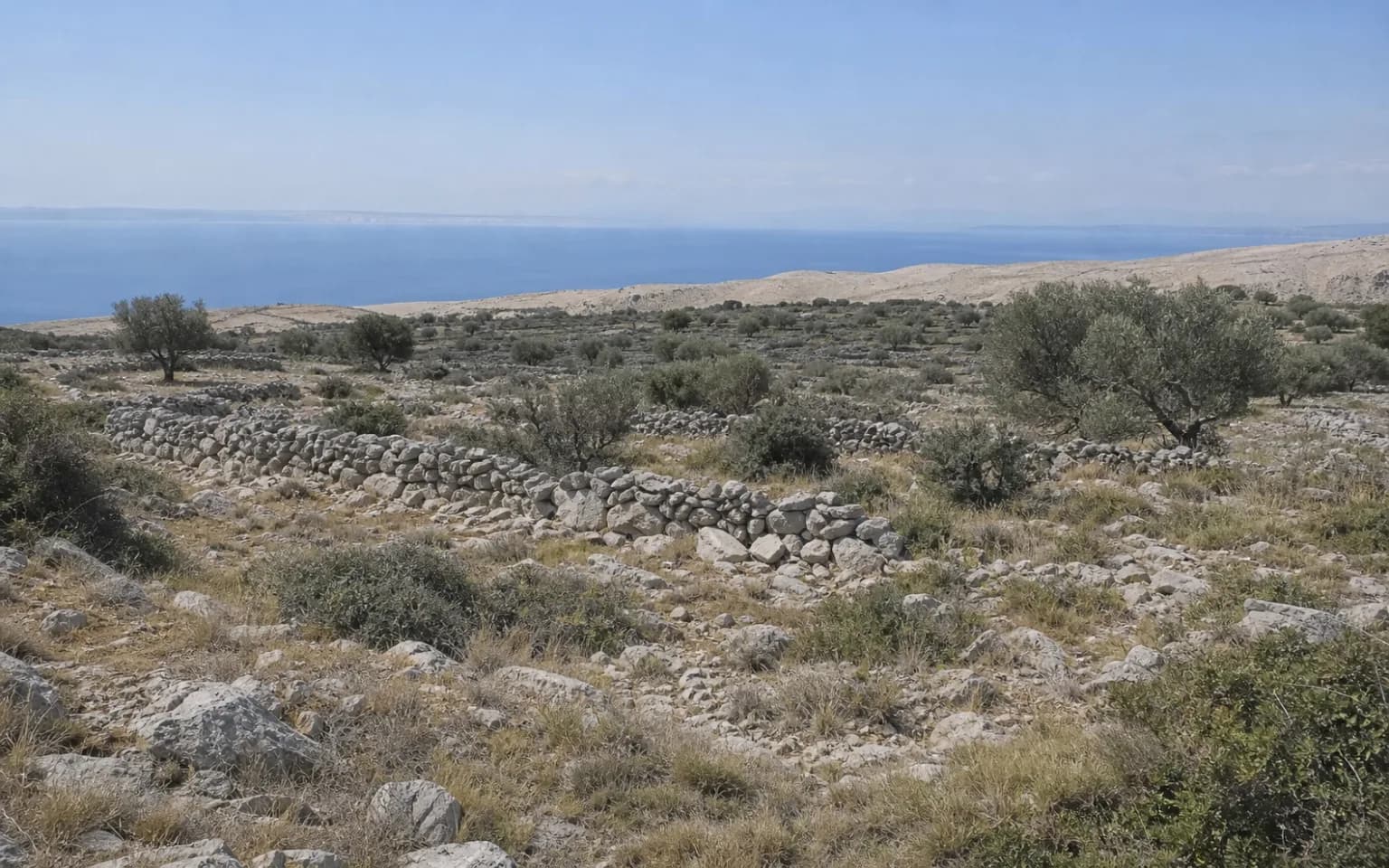 KI-generierter illustrativer Weitblick auf felsiges Inselgelände, Trockenmauer-Terrassen, Olivenbäume und Meer im Ambiente von Stara Vas auf Pag.