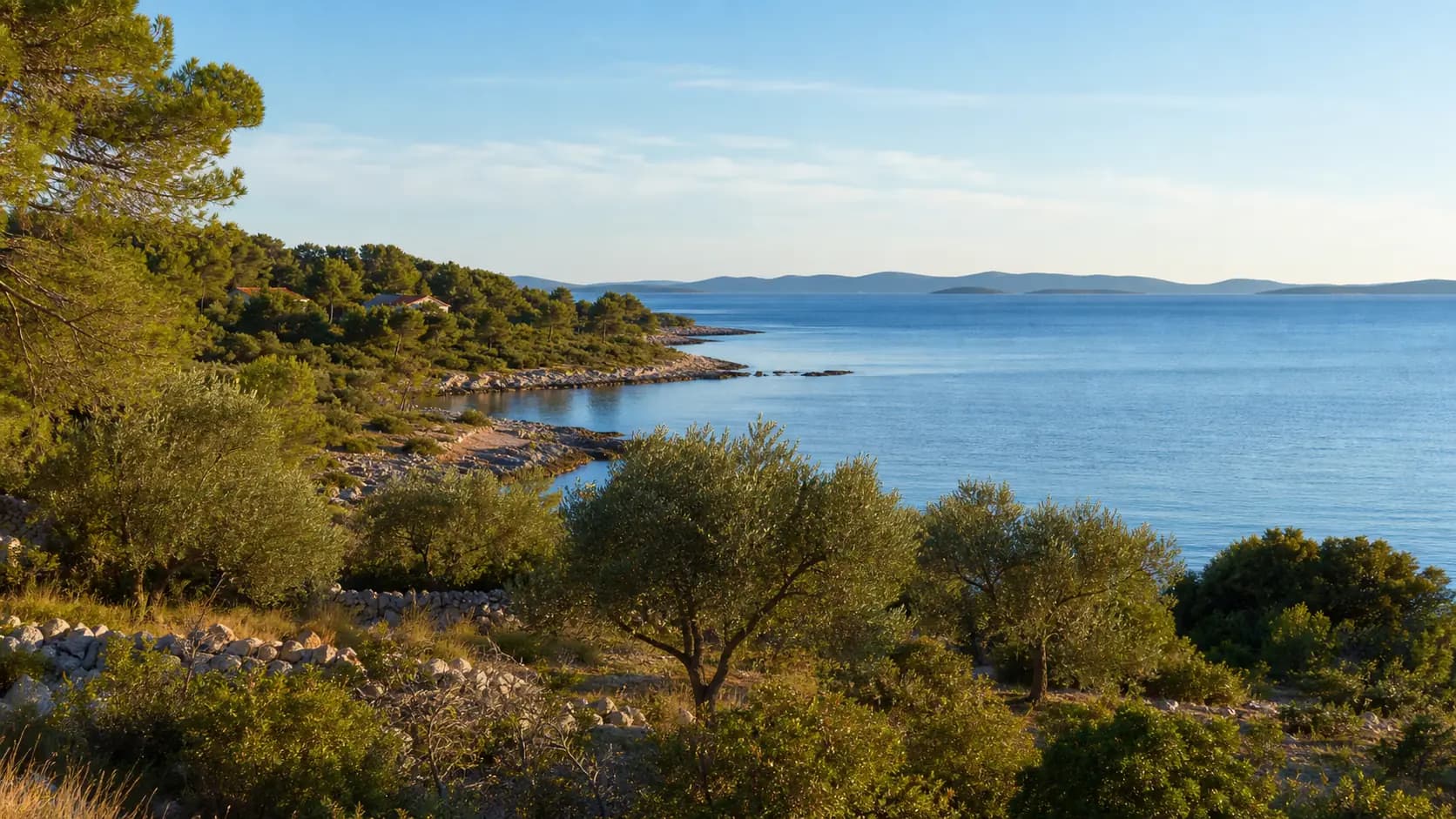 Ilustrativni široki pogled na otočnu obalu, masline i mirno more — Mrljane, Pašman.