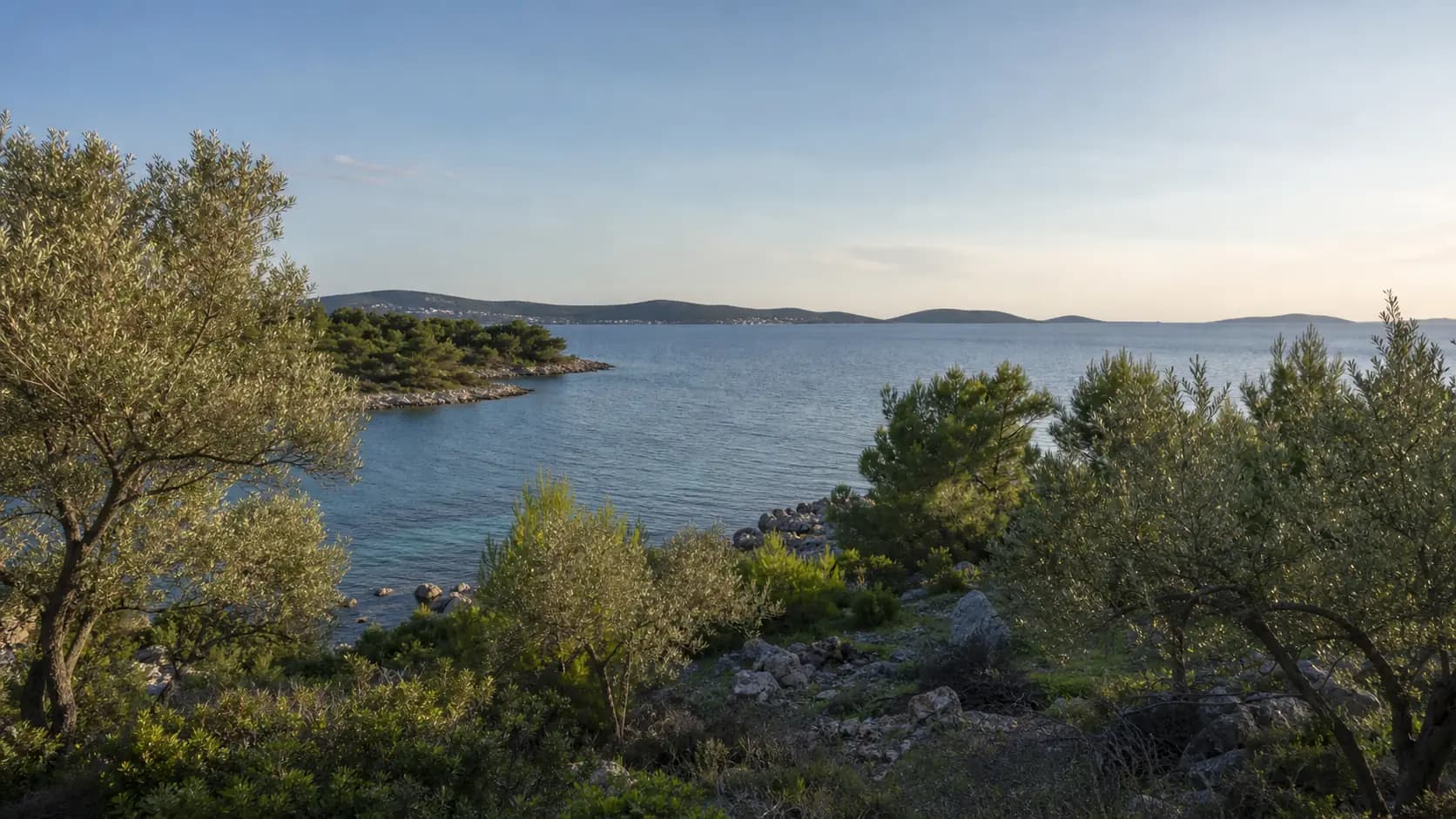 Ilustrativni široki pogled na otočnu obalu, masline i mirno more — Ždrelac, Pašman.
