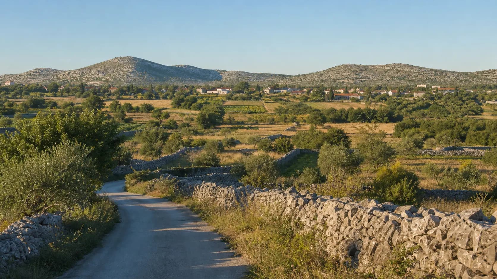 Ilustrativni široki pogled na ruralni krajolik Polače s maslinama, suhozidima i poljima Ravnih kotara.