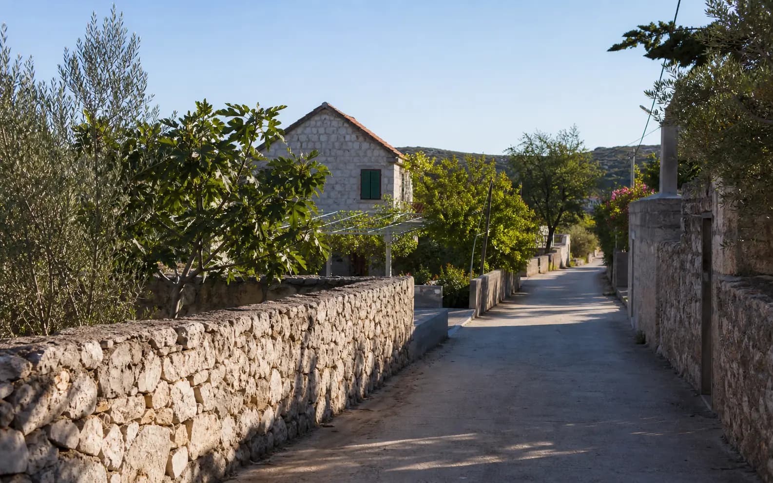 Illustrative ruhige Wohnstraße mit Steinmauern, Oliven- und Feigenbäumen im Ambiente von Murvica.