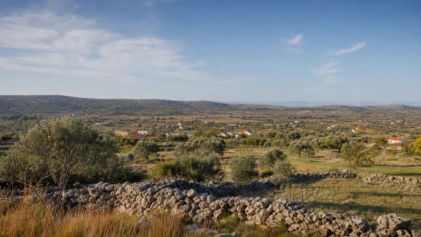 Ilustrativni široki pogled na polja, maslinike, suhozide i niske krške uzvisine u Jovićima.