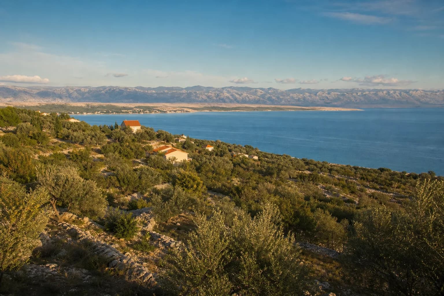 AI-generated illustrative wide view of olive groves, a calm shoreline and Velebit in the Ljubač setting near Ražanac.