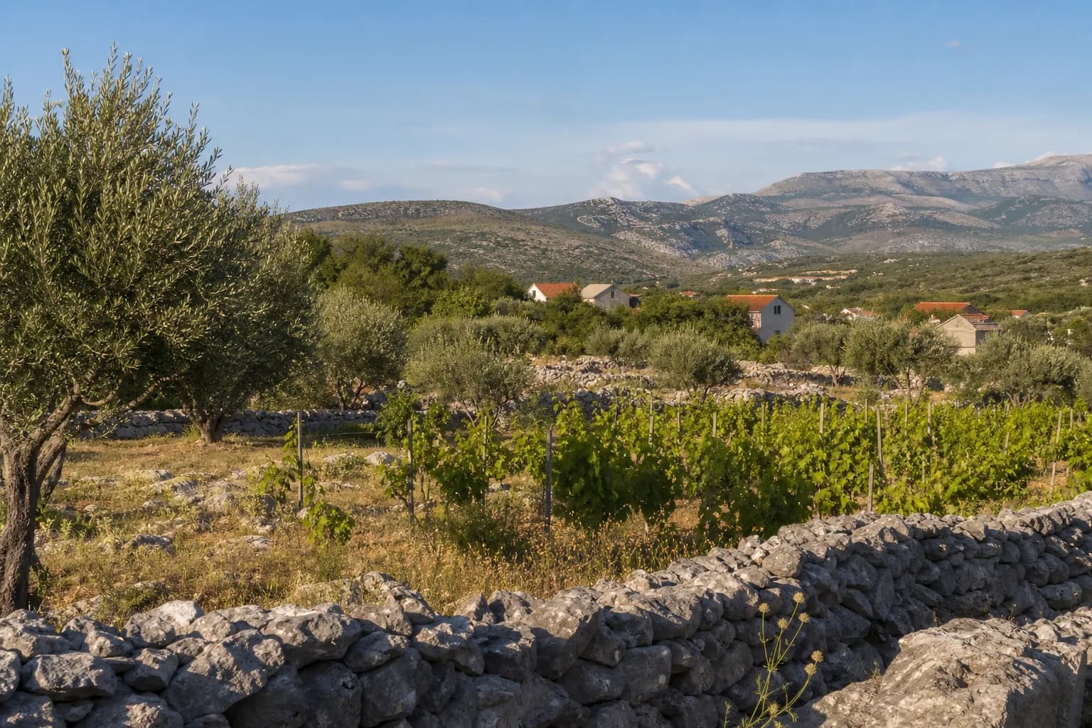 AI-generated illustrative wide view of vineyards, olive trees, dry-stone walls and karst countryside in the Radovin setting near Ražanac.