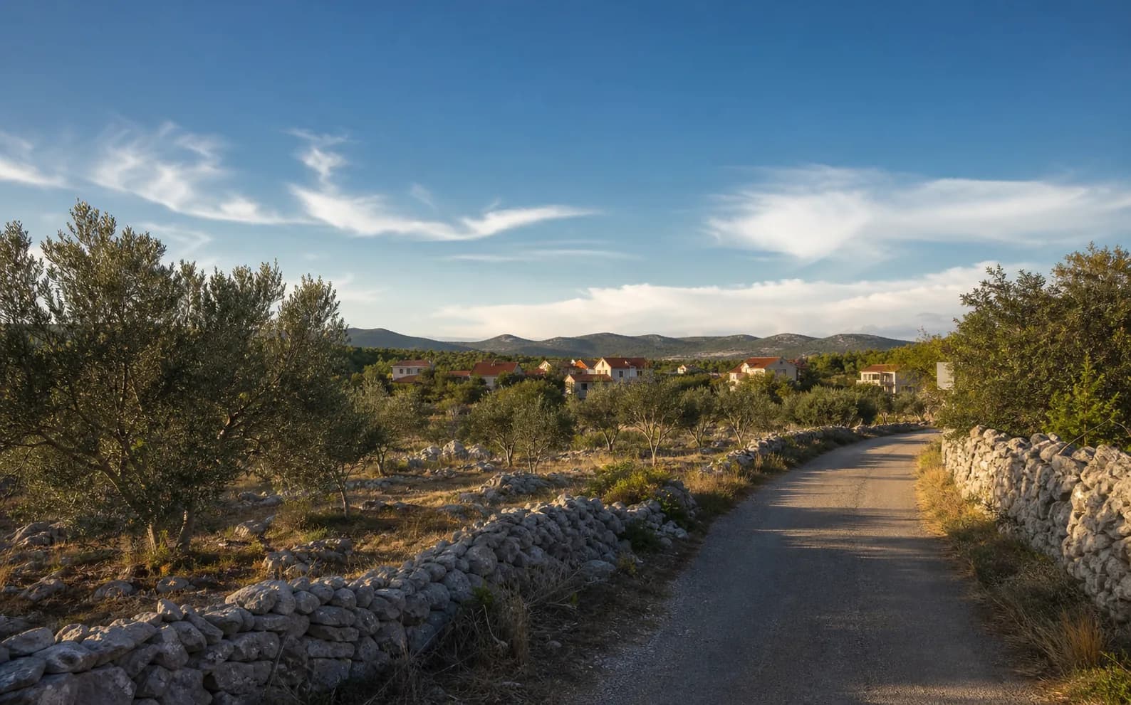 Illustrative wide view of olive groves, dry-stone walls and low karst hills around Debeljak.