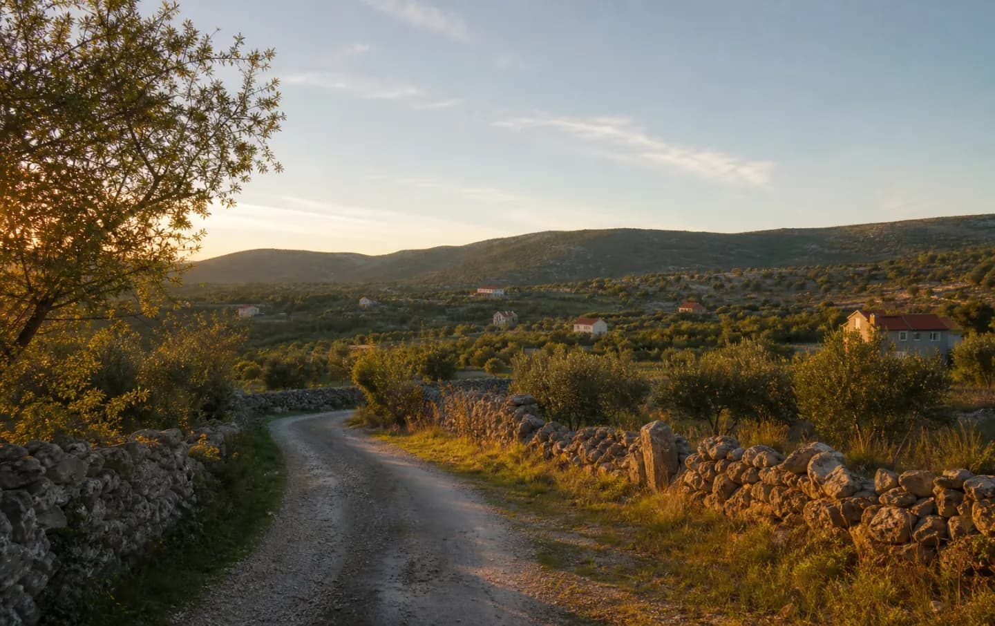Illustrative wide view of olive groves, dry-stone walls and low karst hills around Glavica.