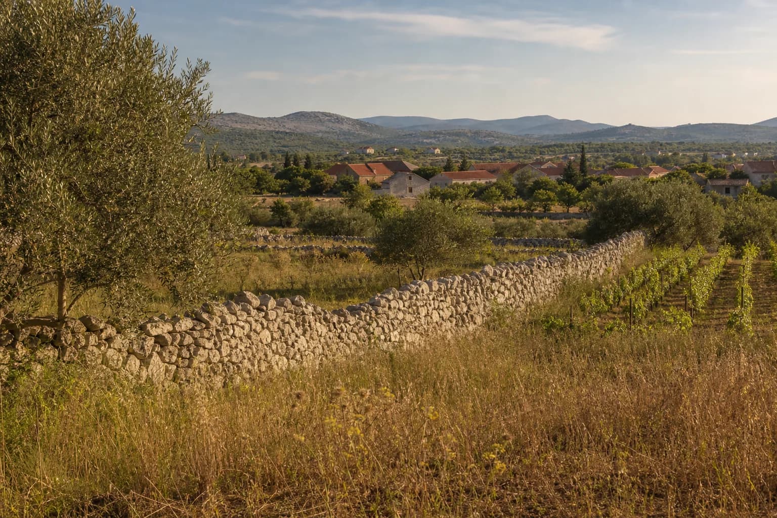 AI ilustrativni široki pogled na masline, vinograde, suhozide i niska brda u ambijentu Donjih Raštana.